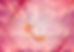 logo jenny.jpg